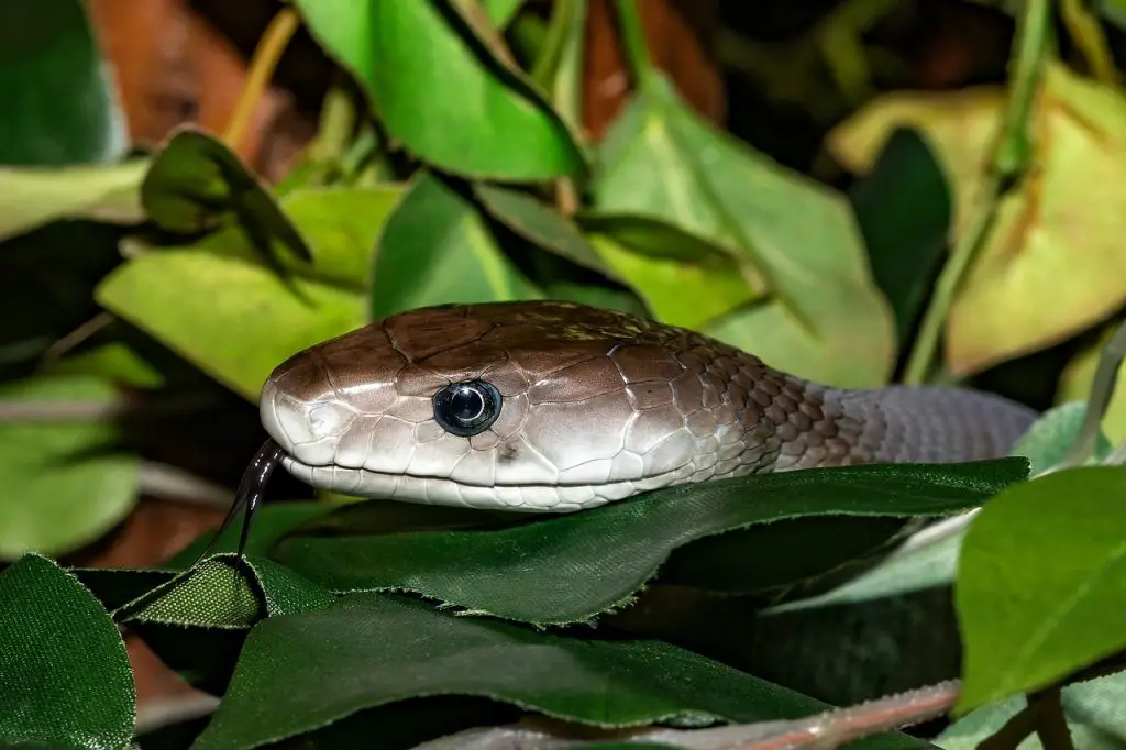 Black Mamba (D. Polylepis)