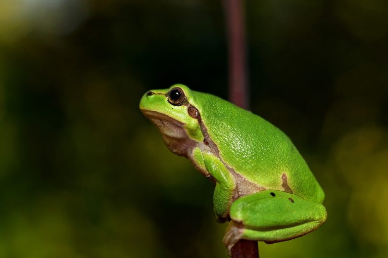 Tree Frog