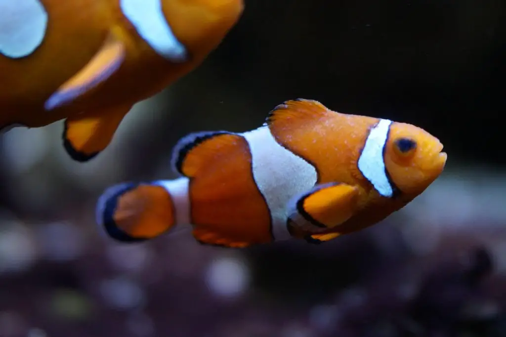 Clownfish