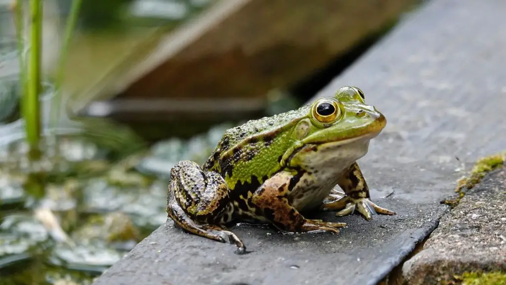 Oregon Spotted Frog