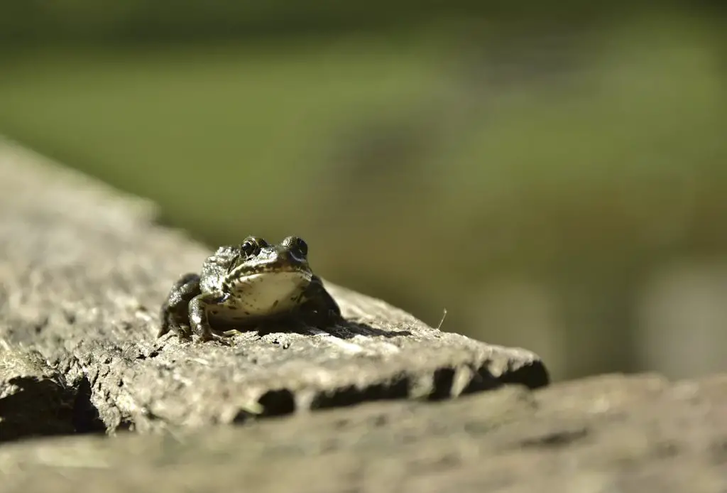 Oregon Spotted Frog