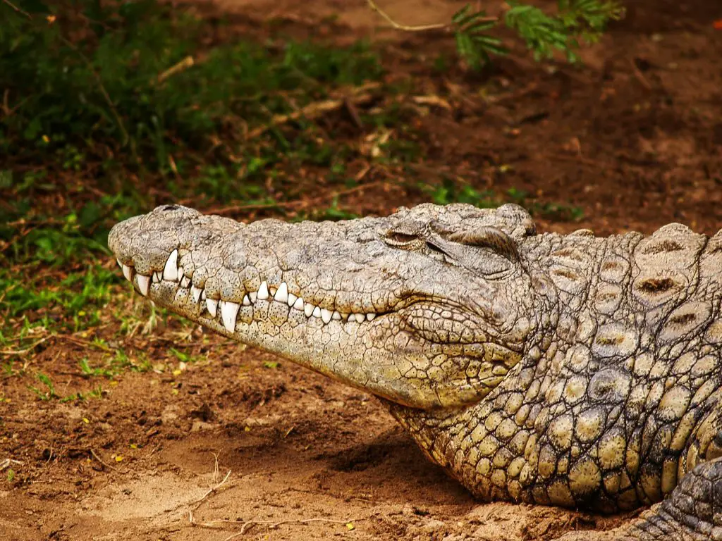 Crocodile (Crocodylus Acutus)