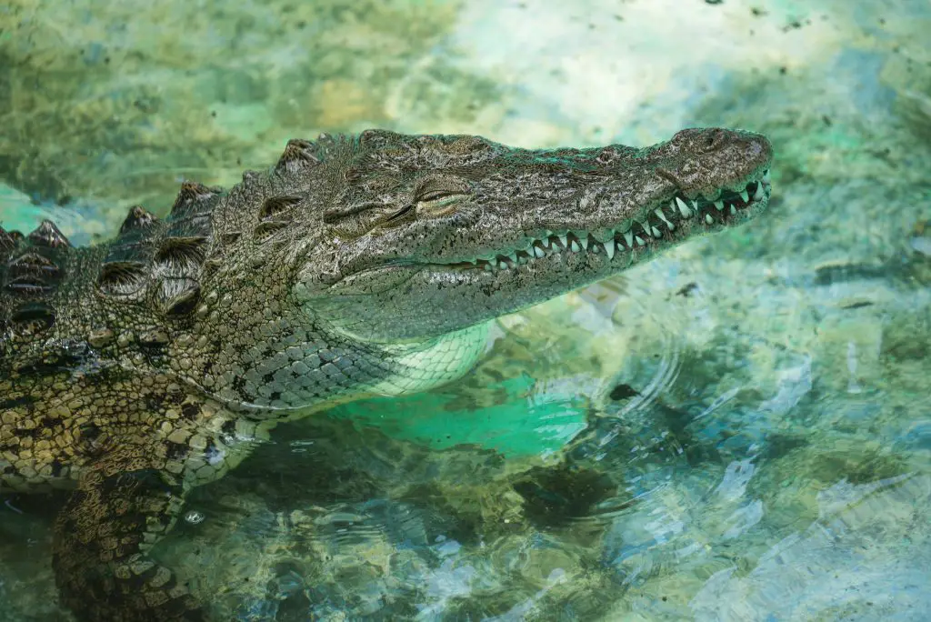 Crocodile (Crocodylus Acutus)