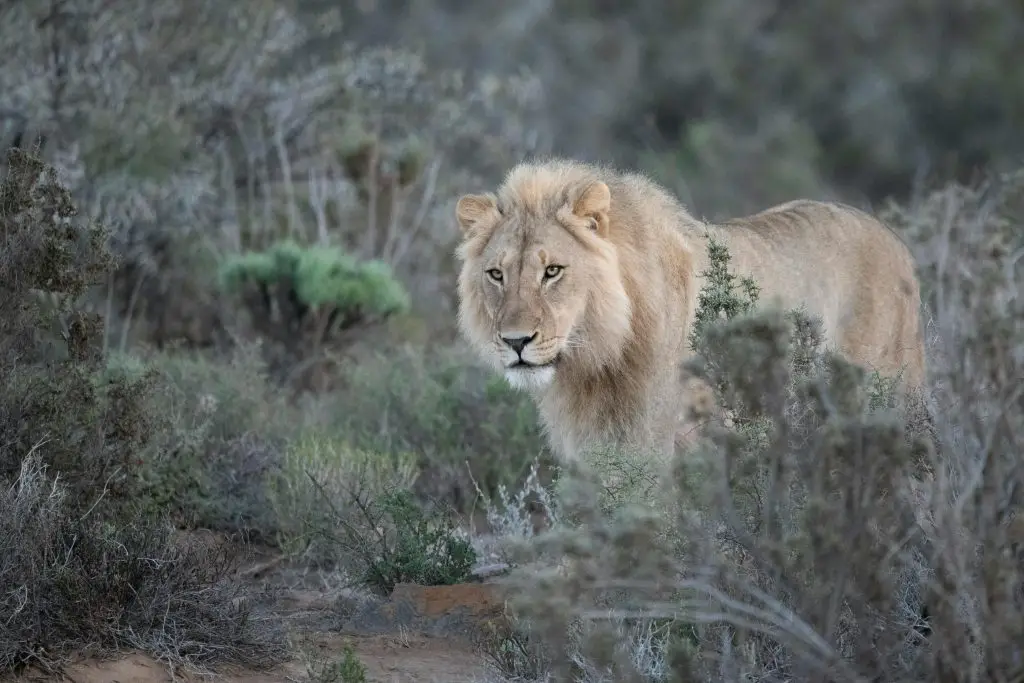 Lion (Panthera Leo)