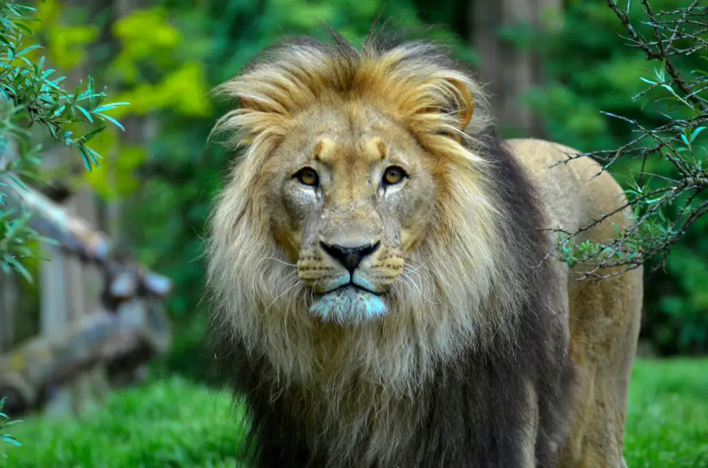 Lion (Panthera Leo)