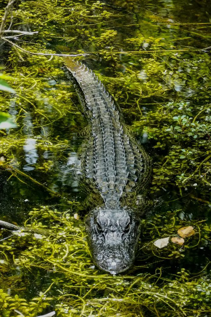 Crocodile (Crocodylus Acutus)