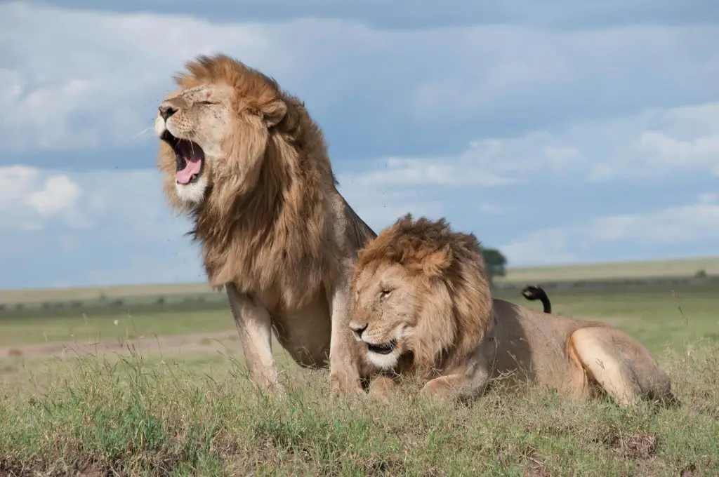 Lion (Panthera Leo)