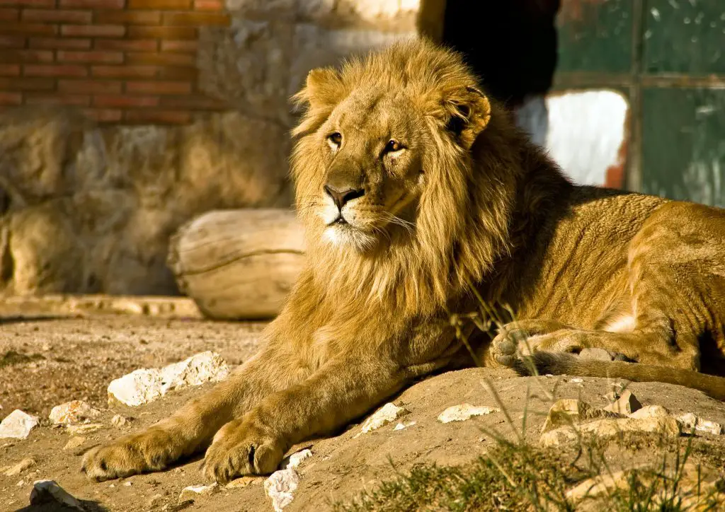 Lion (Panthera Leo)