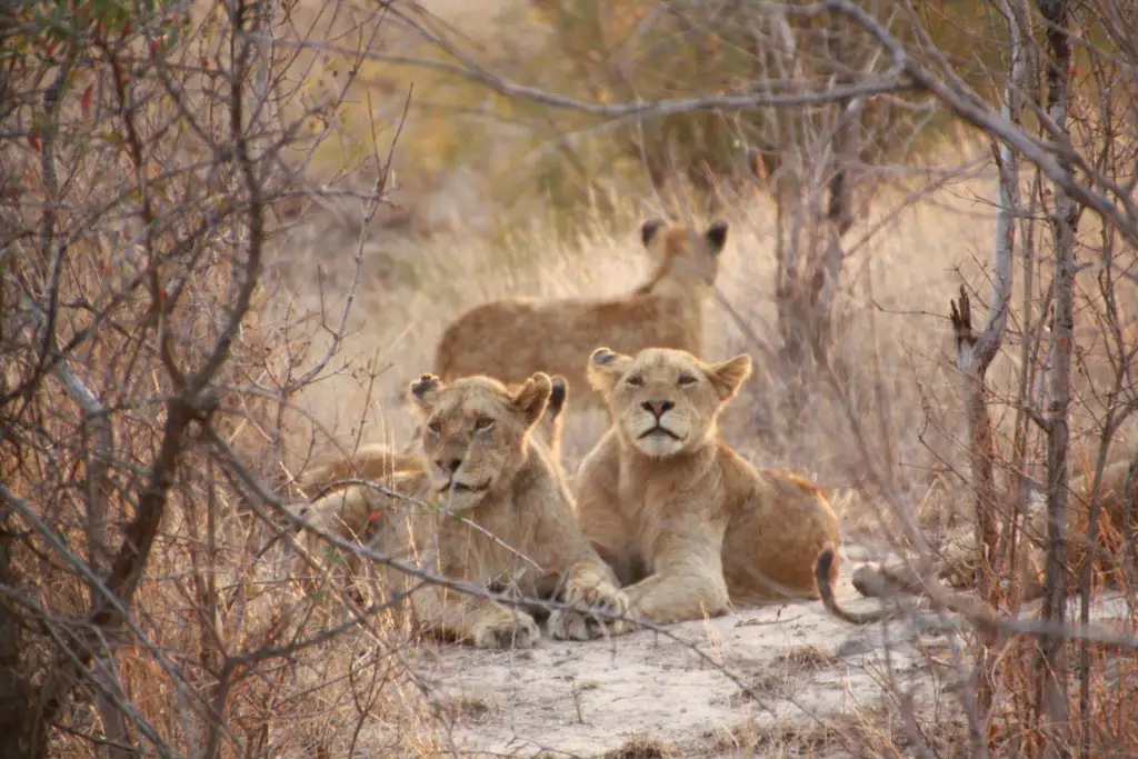 Lion (Panthera Leo)