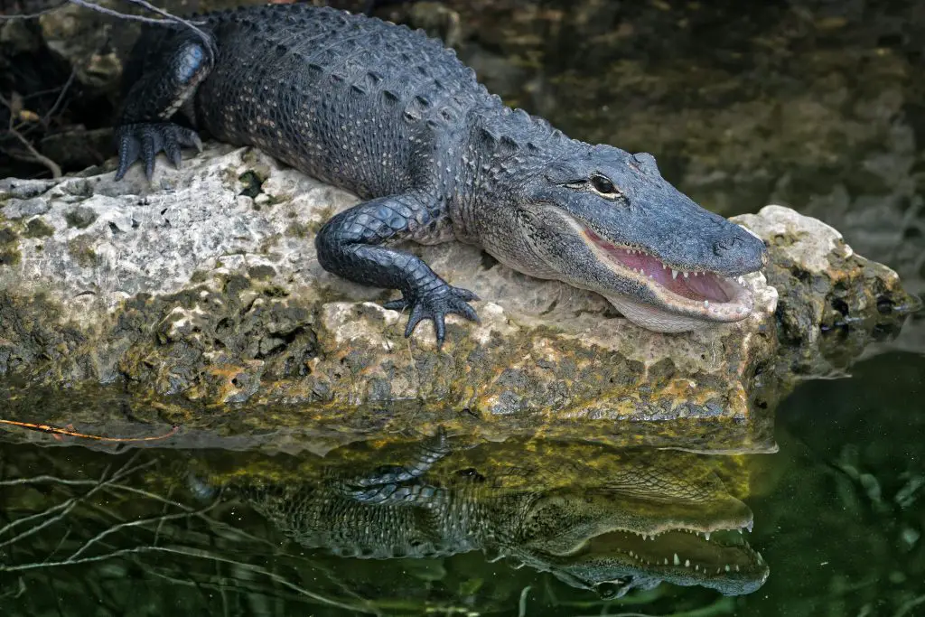 Crocodile (Crocodylus Acutus)