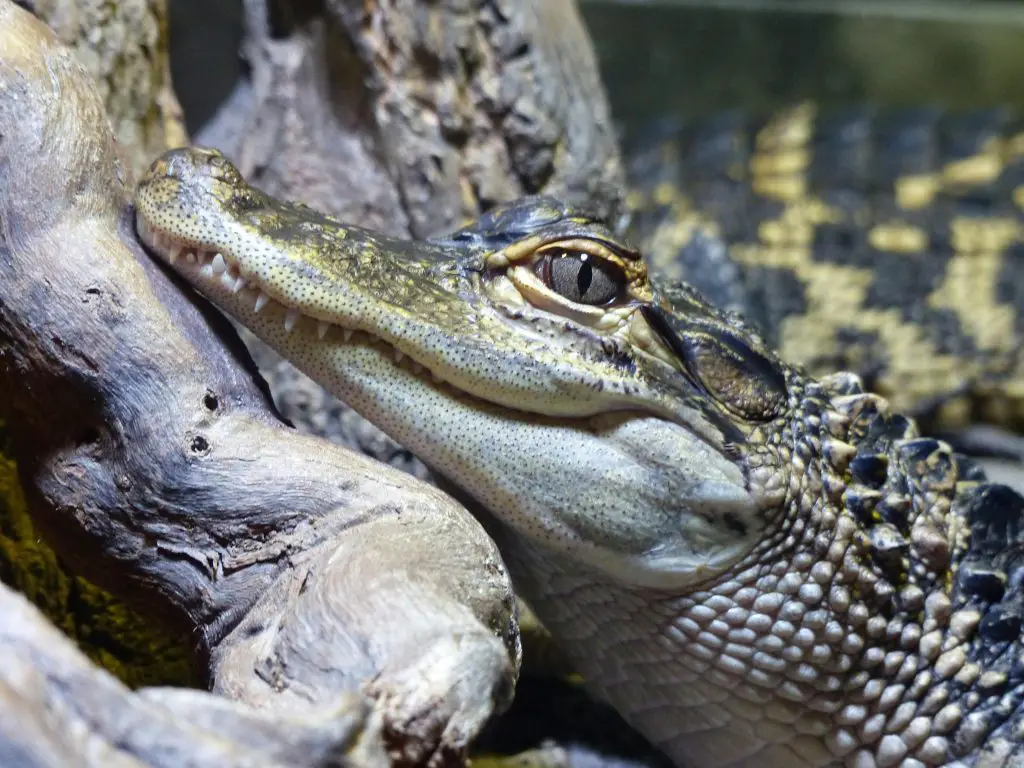 Crocodile (Crocodylus Acutus)