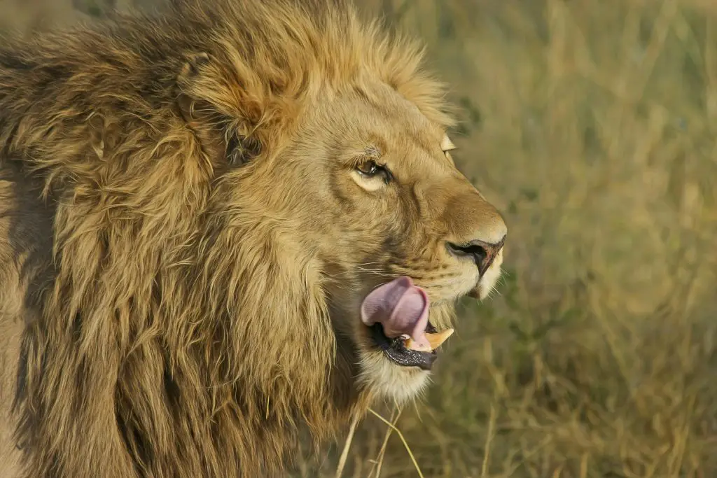 Lion (Panthera Leo)