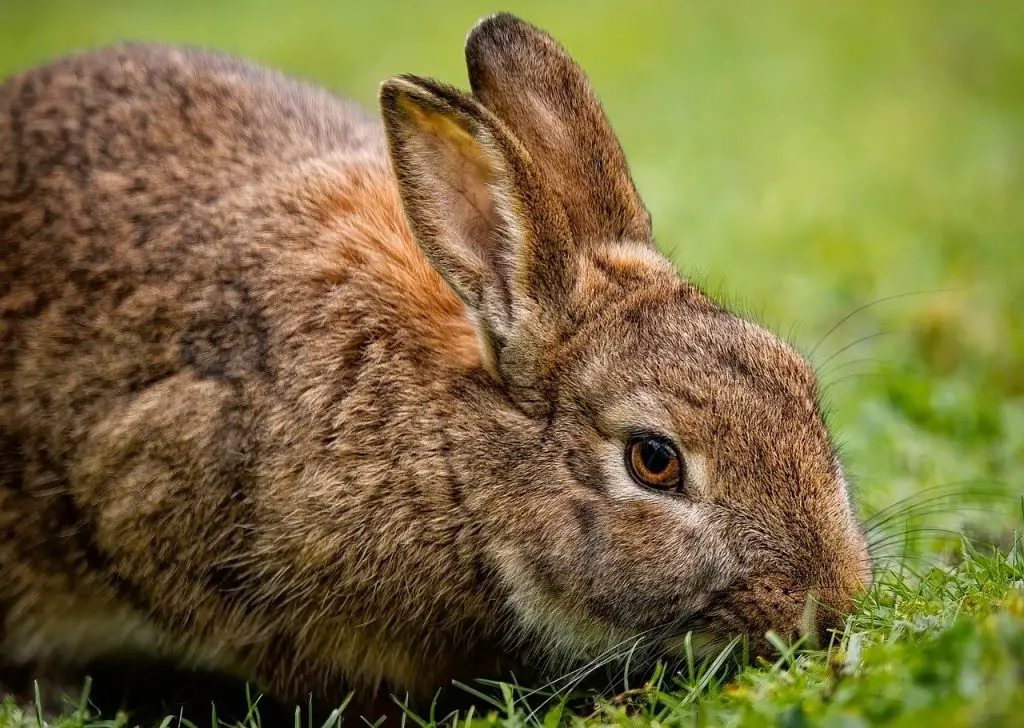 Rabbit (Oryctolagus Cuniculus)