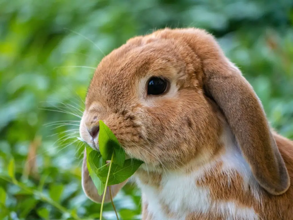 Rabbit (Oryctolagus Cuniculus)