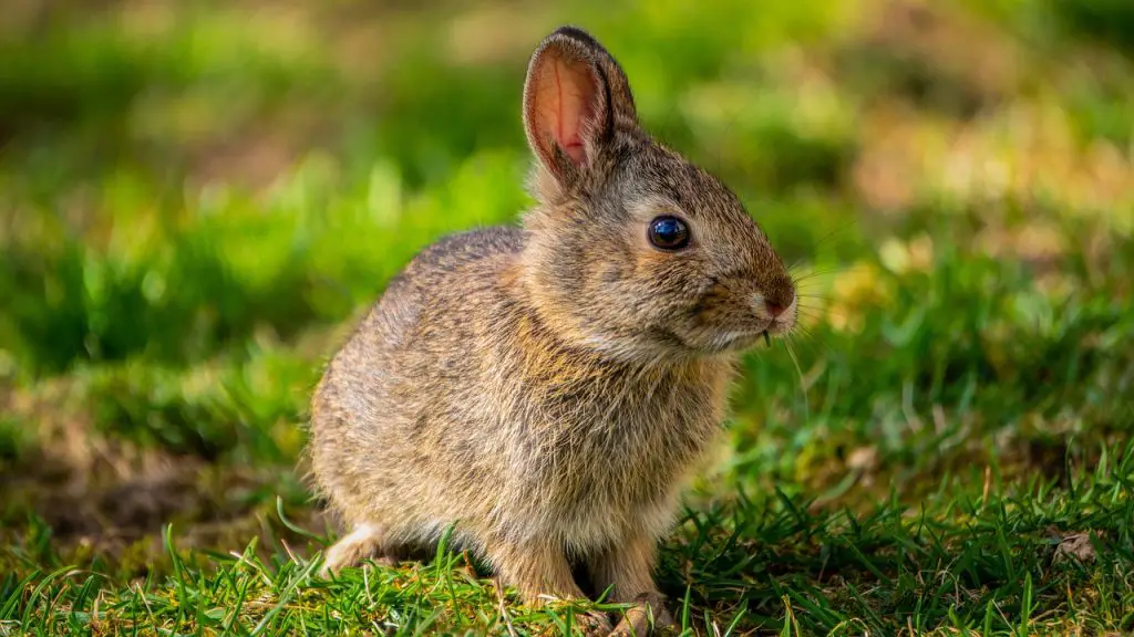 Rabbit (Oryctolagus Cuniculus)