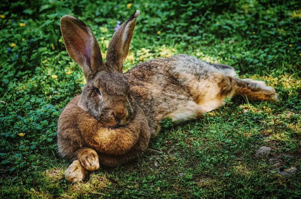 Rabbit (Oryctolagus Cuniculus)