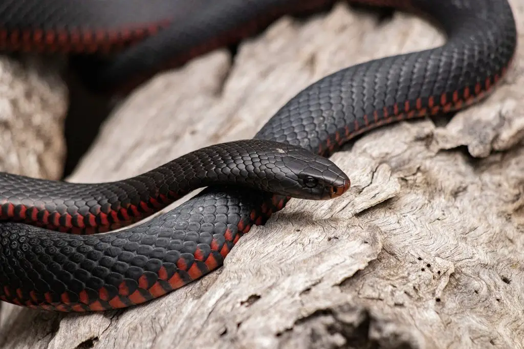 Black Mamba (D. Polylepis)