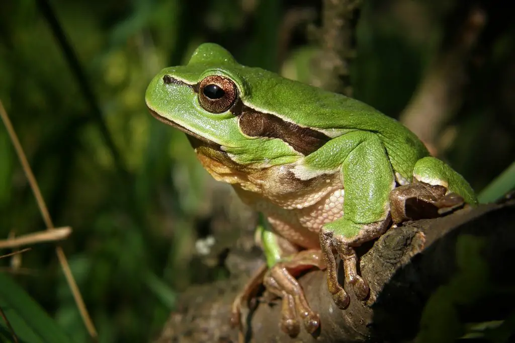 Green Tree Frog