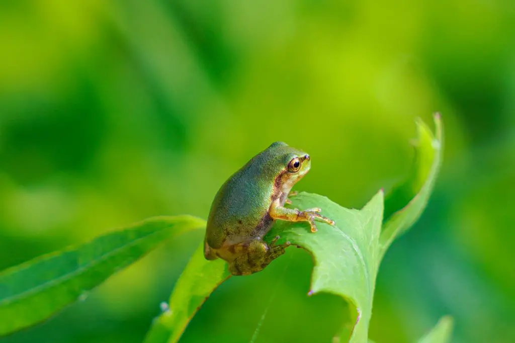 Tree Frog