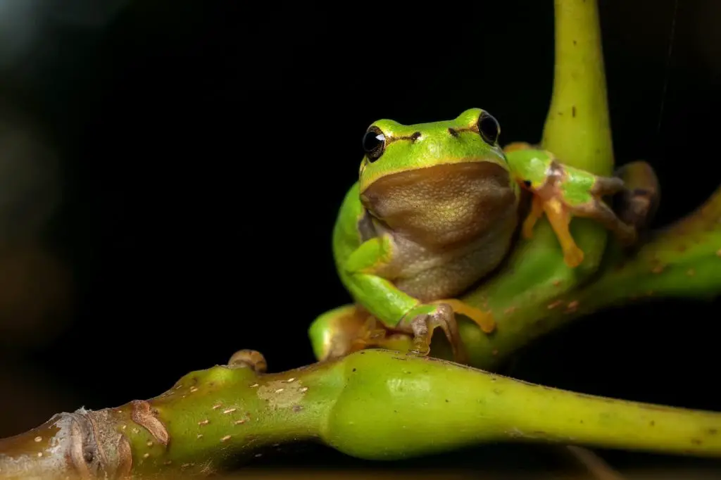 Tree Frog