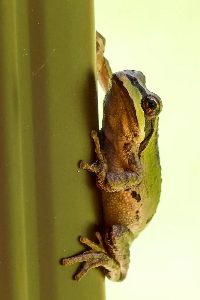 Tree Frog