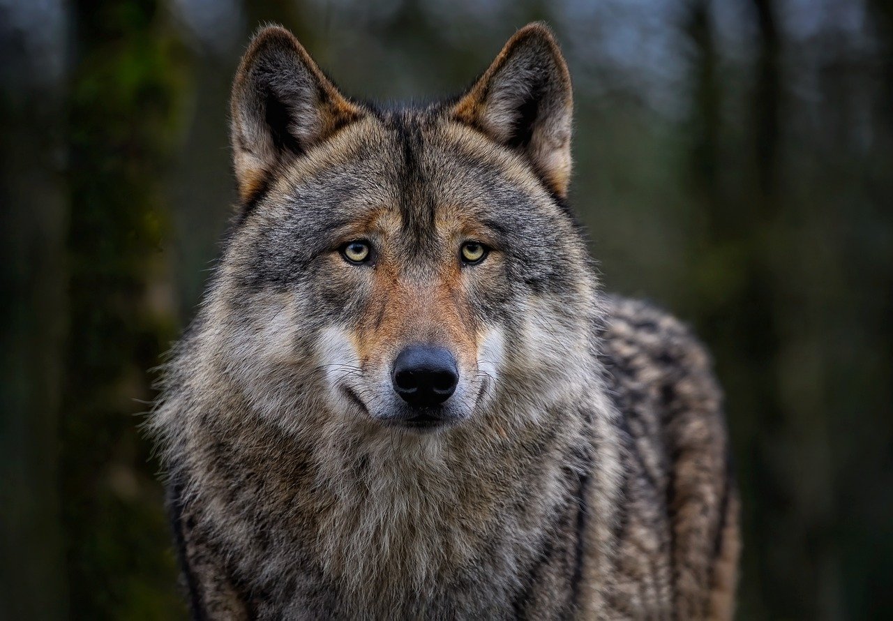 Wolf (Canis Lupus)