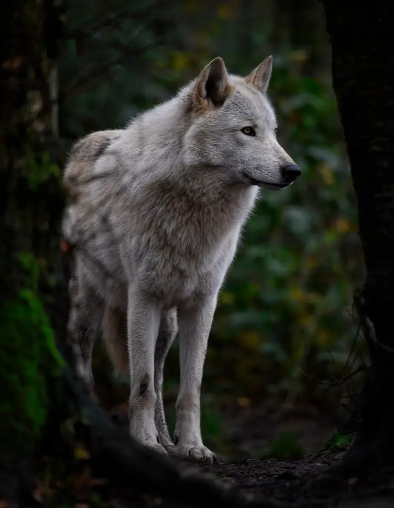 Wolf (Canis Lupus)