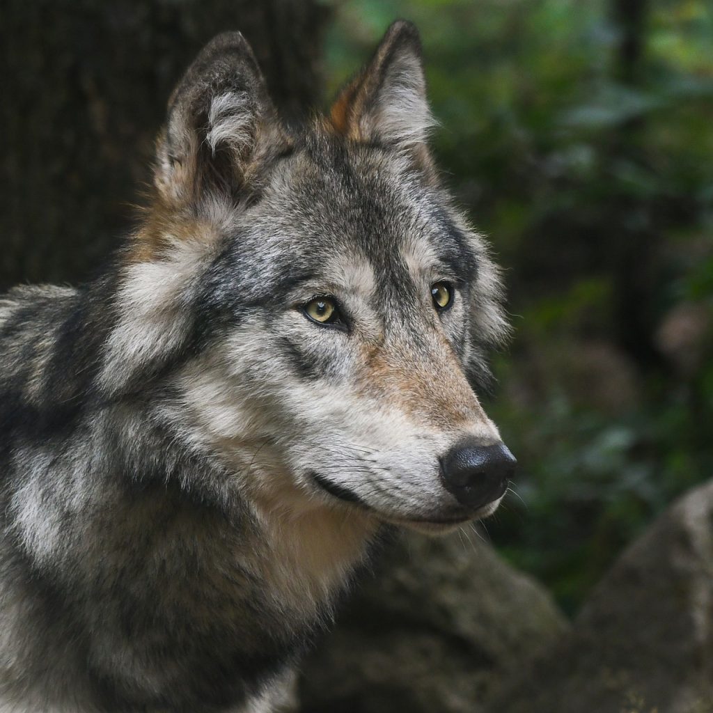 Wolf (Canis Lupus)