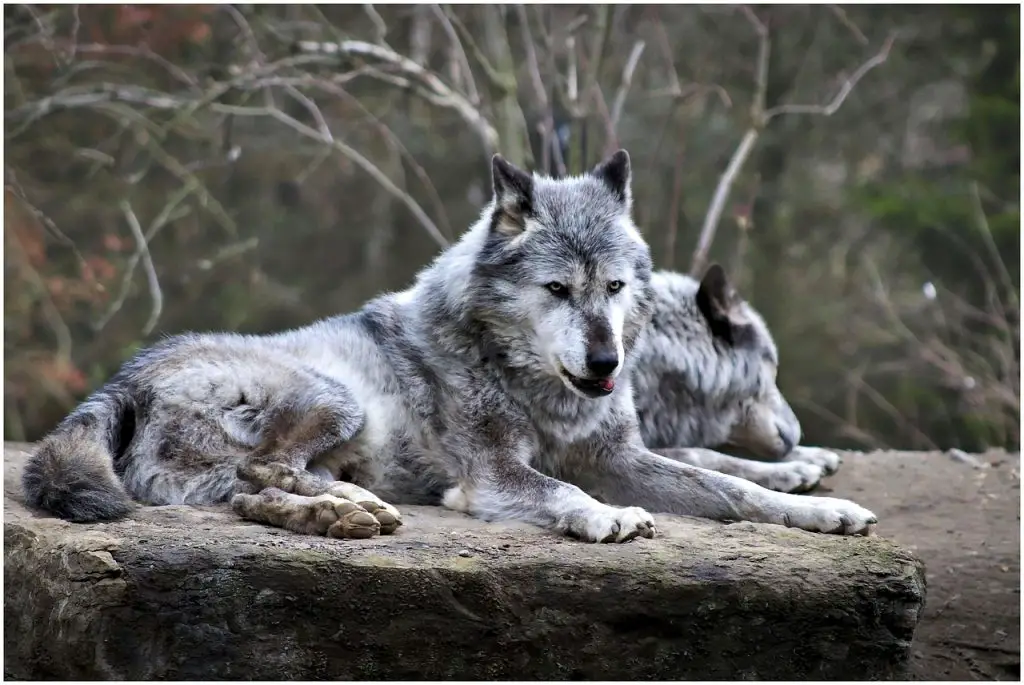 Wolf (Canis Lupus)