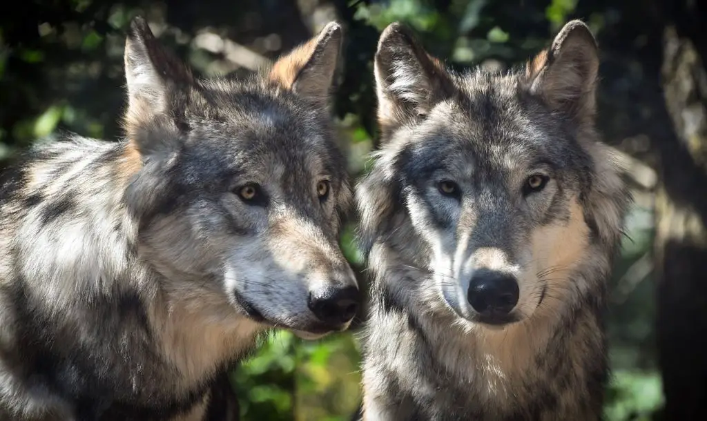 Wolf (Canis Lupus)