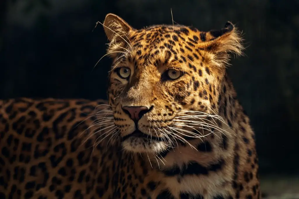 Jaguar (Panthera Onca)