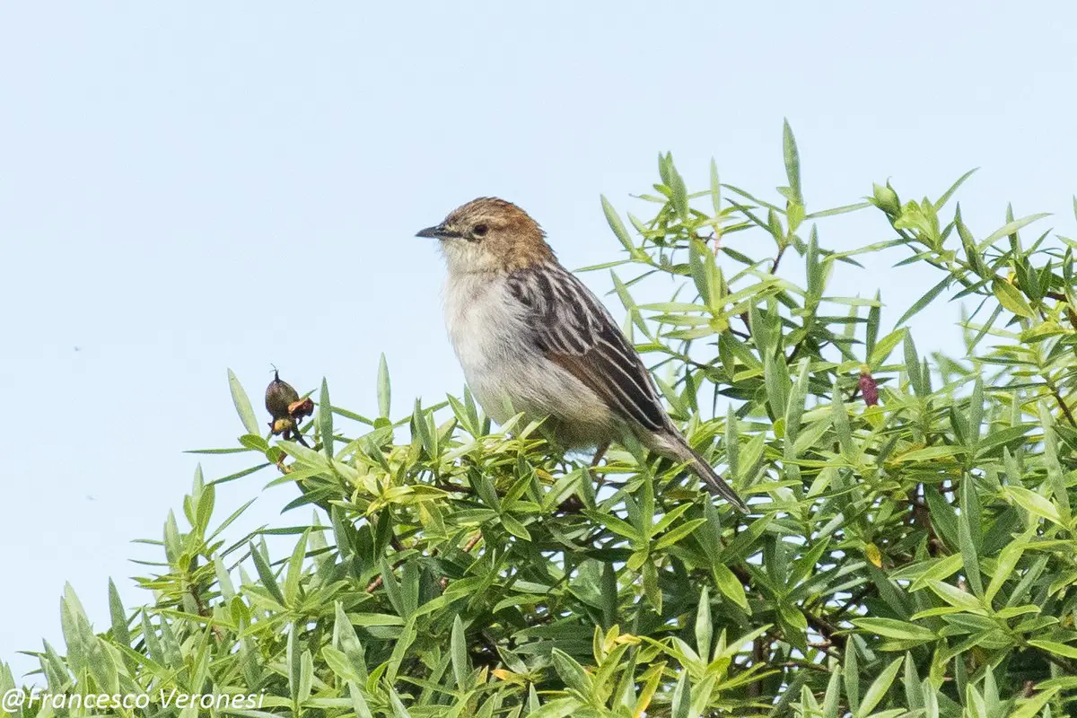 Aberdare Cisticola