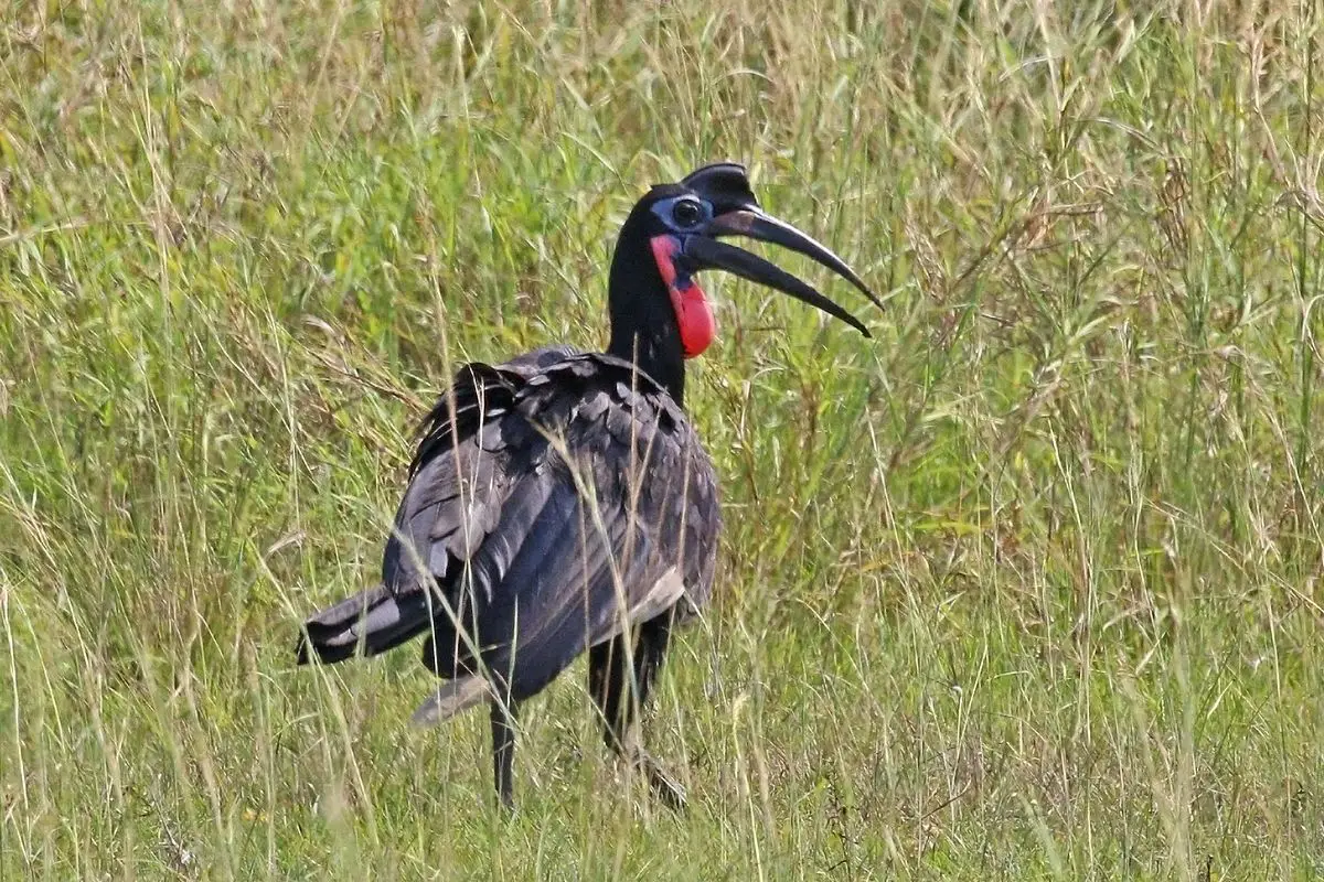 Abyssinian Ground Hornbill