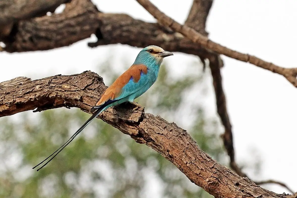 Abyssinian Roller