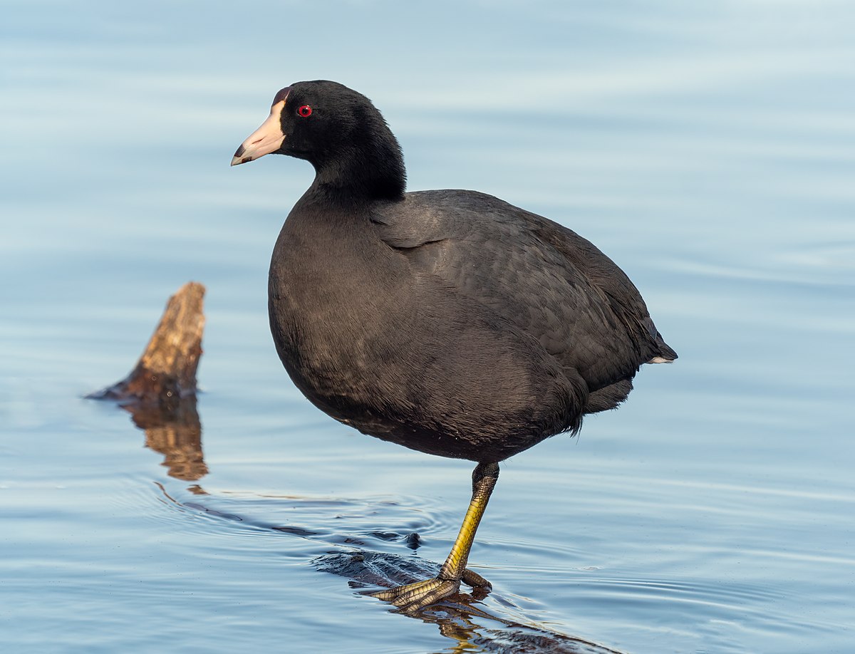 American Coot