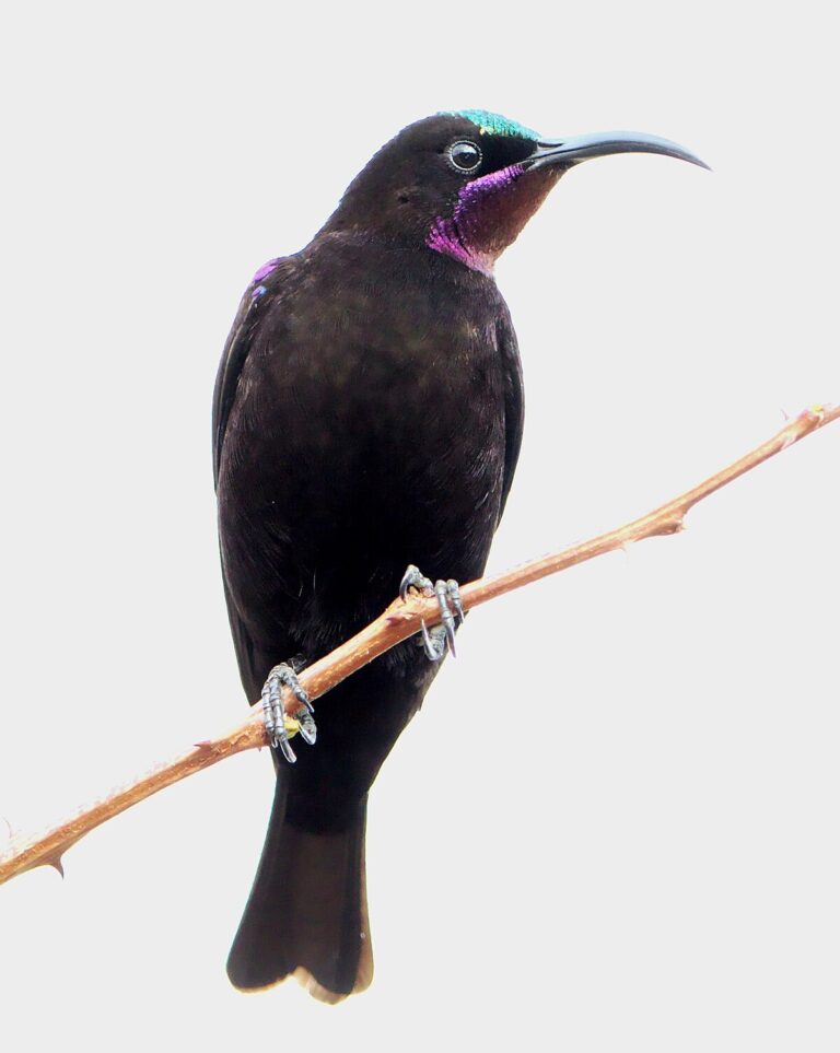 Amethyst Sunbird