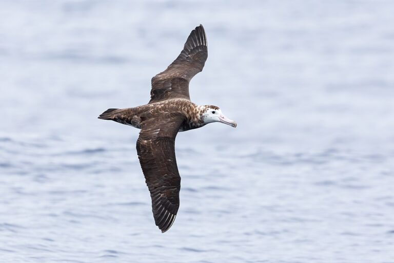 Amsterdam Albatross