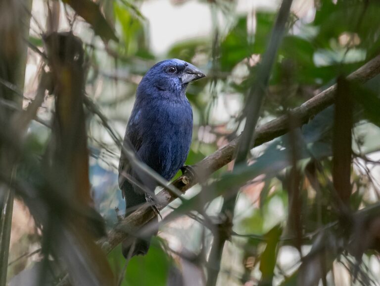 Amazonian Grosbeak