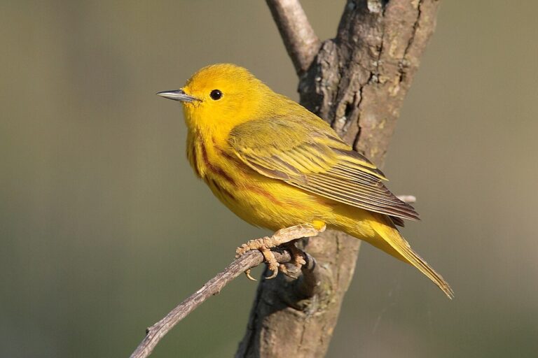 American Yellow Warbler