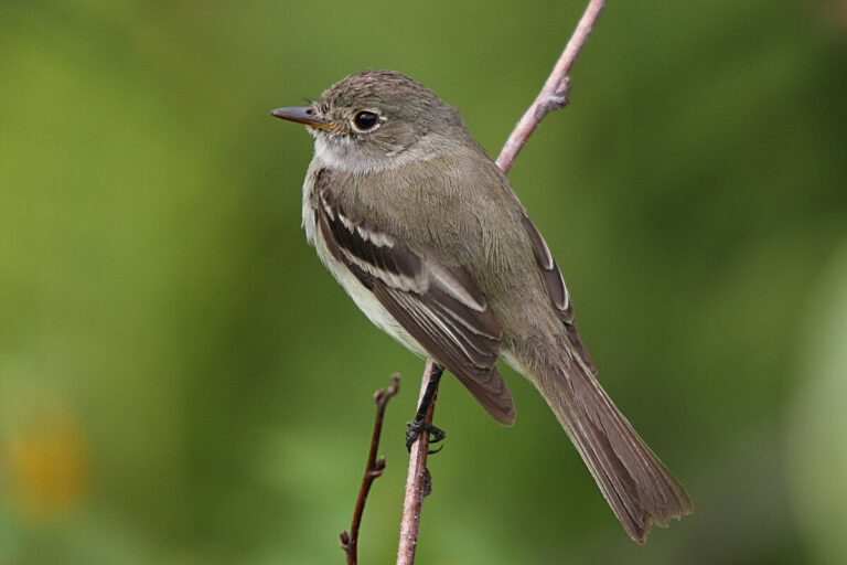 Alder Flycatcher