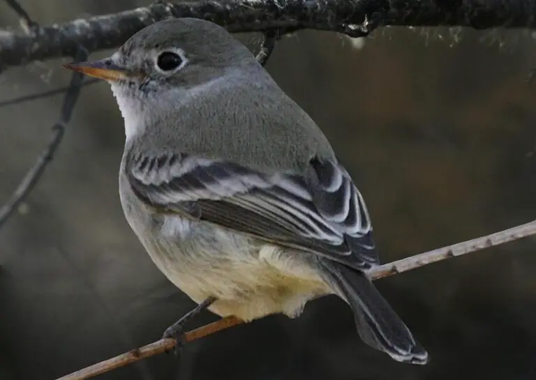 American Gray Flycatcher