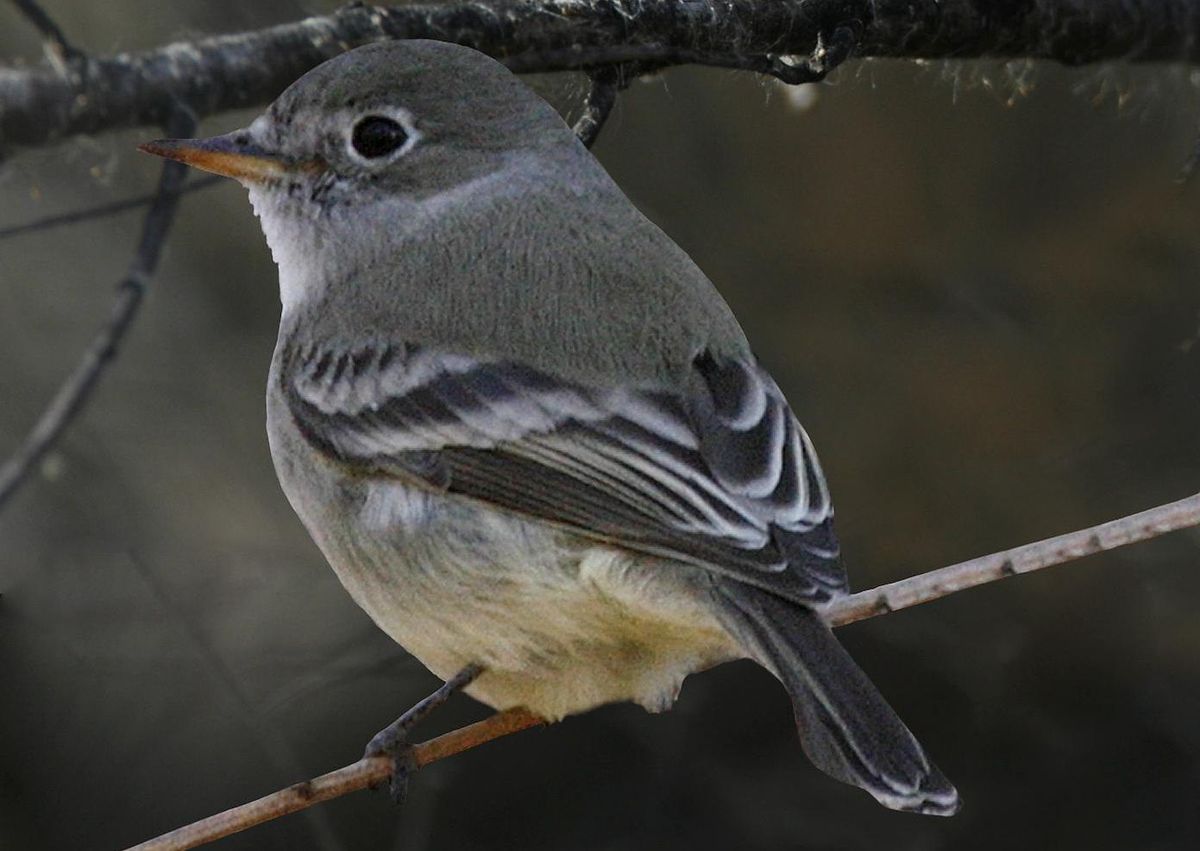 American Gray Flycatcher