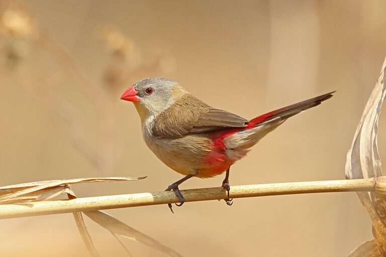 Abyssinian Waxbill