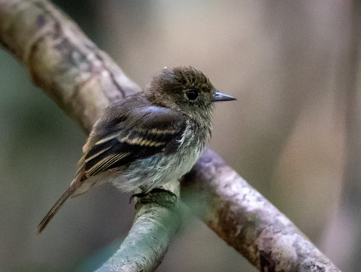 Amazonian Black Tyrant