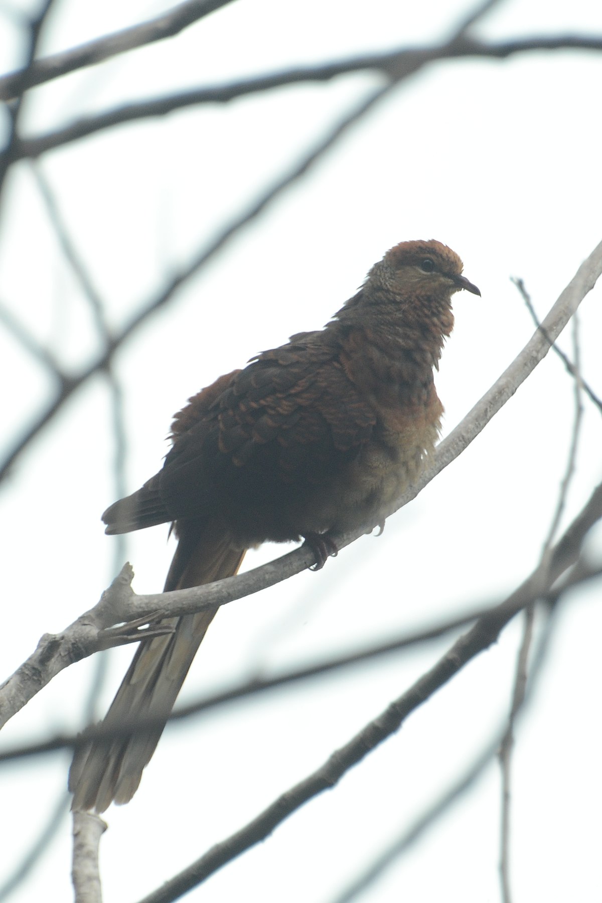 Amboyna Cuckoo-Dove