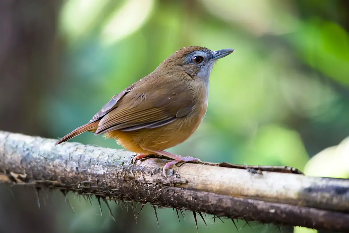 Abbott'S Babbler