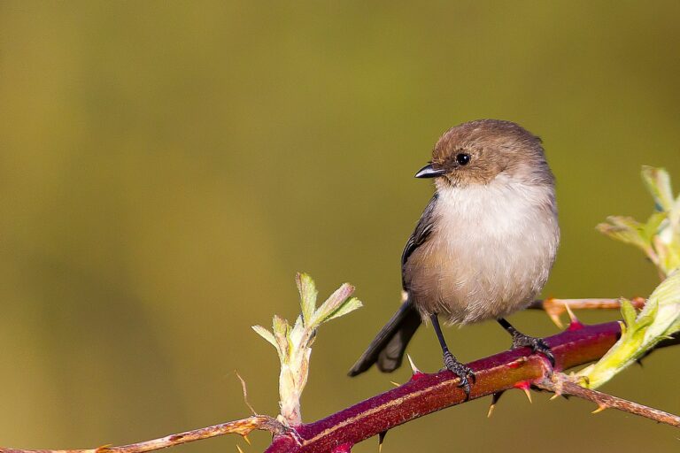 American Bushtit