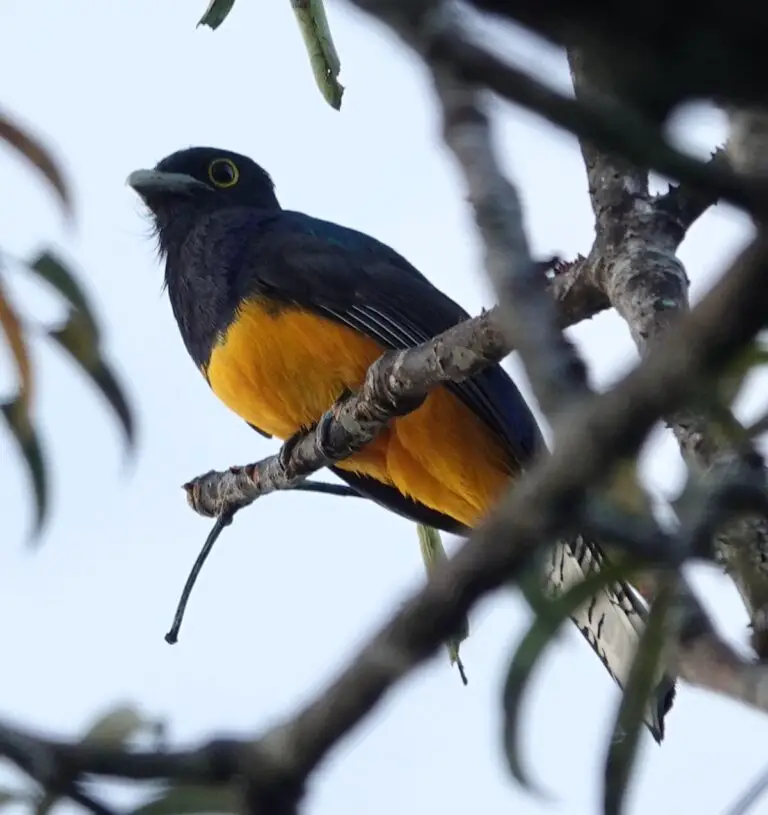 Amazonian Trogon