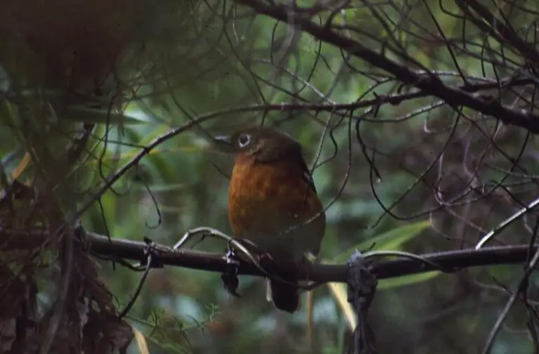 Abyssinian Ground Thrush