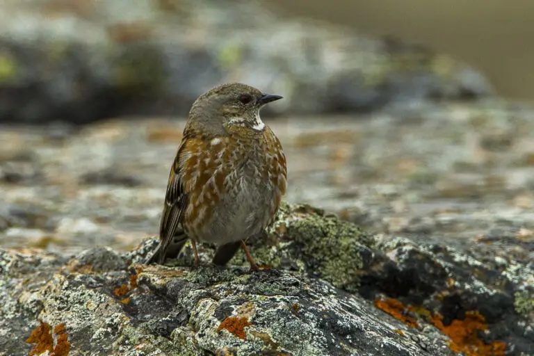 Altai Accentor